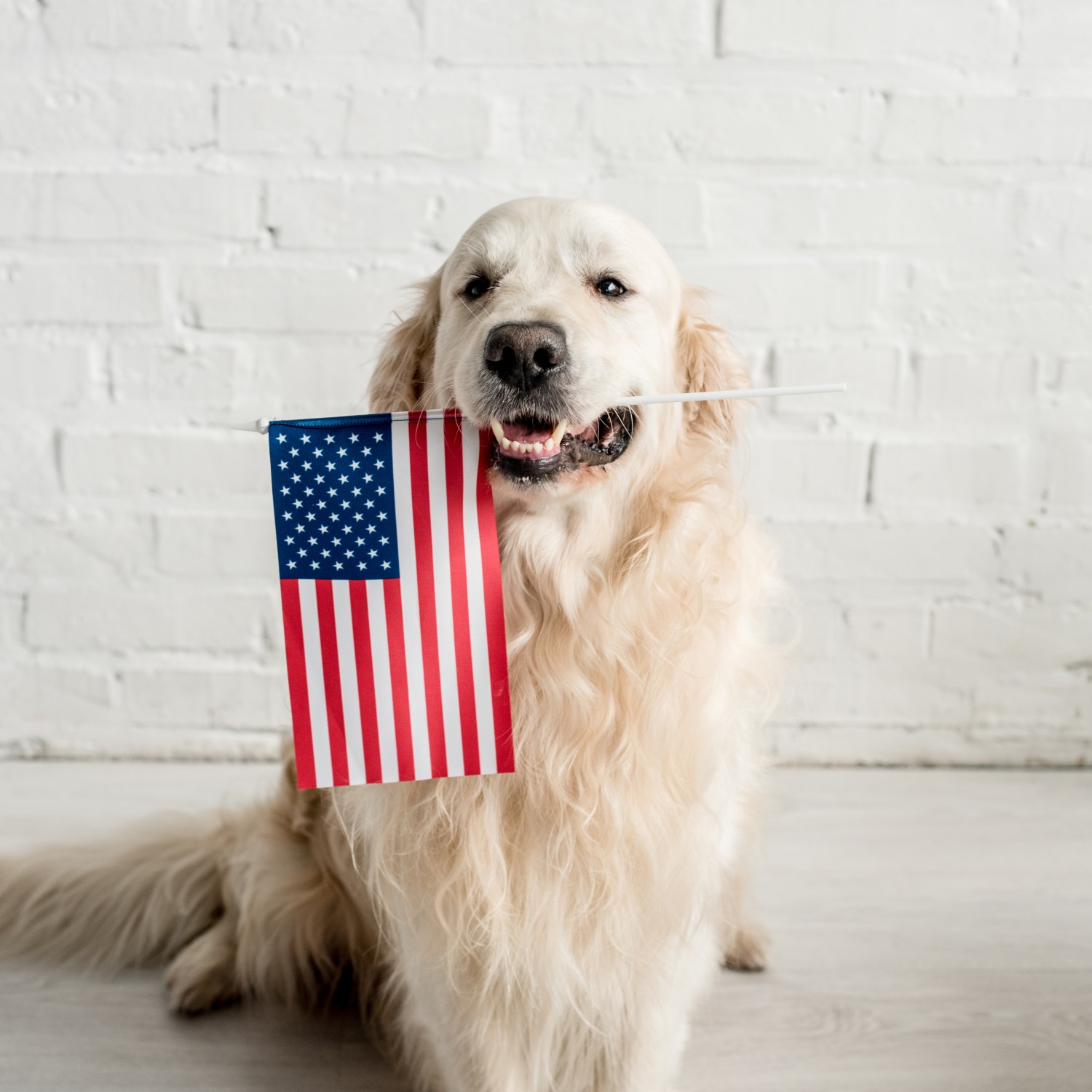 Dog holding american flag in mouth