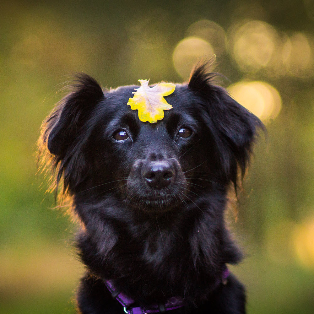 Dog and Leaf on Nose